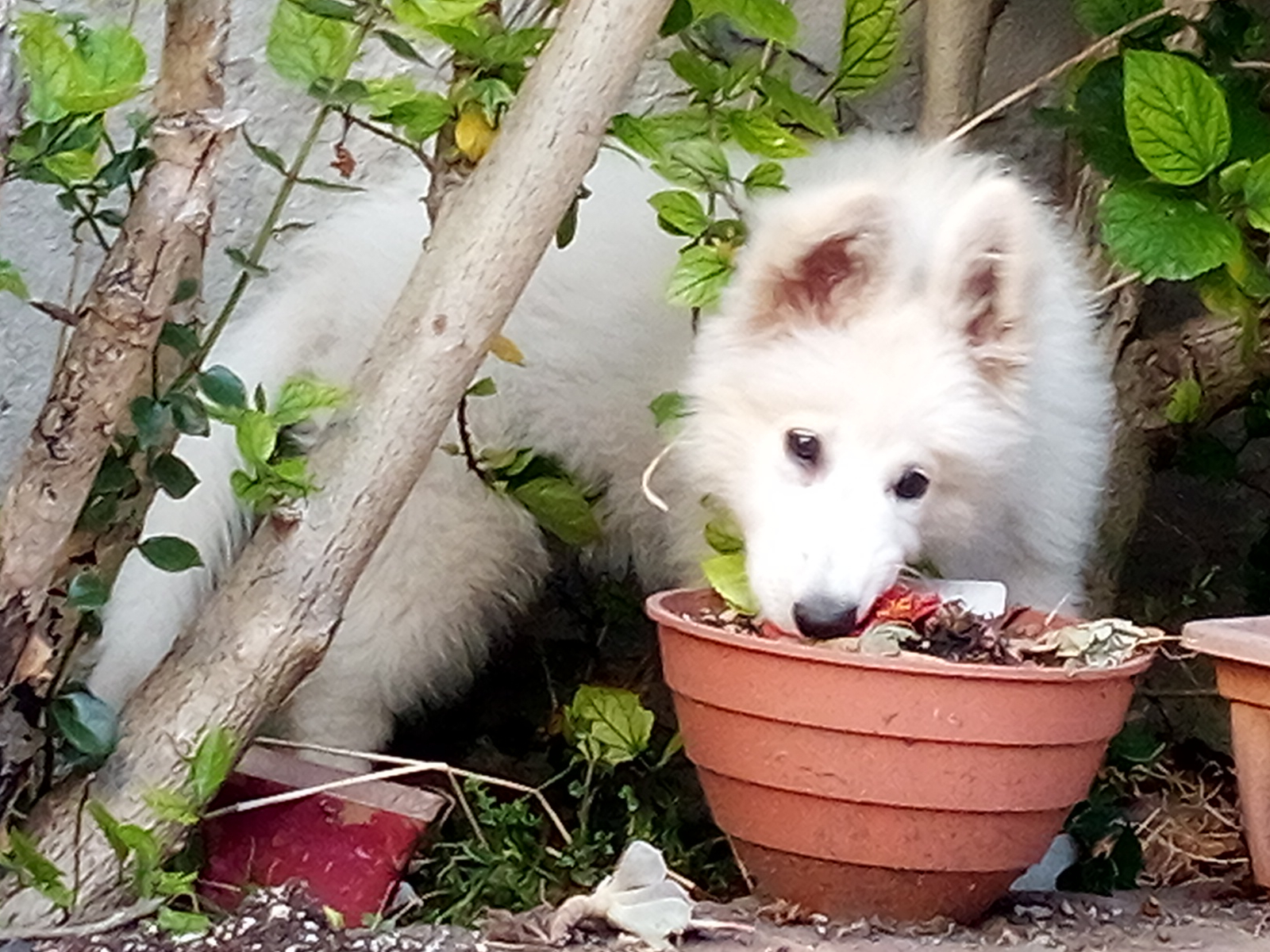 Lua jugando con las plantas, cuando todavía teníamos